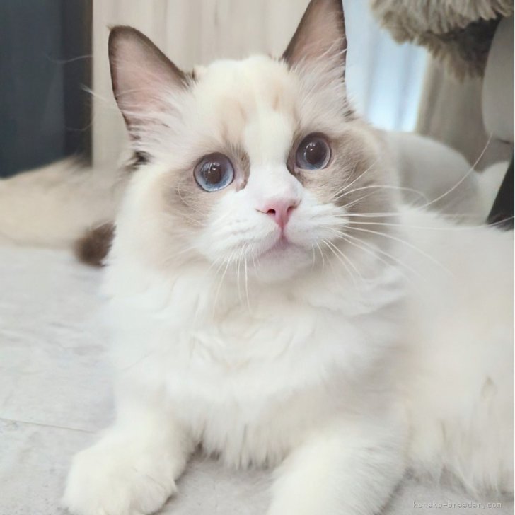 ブリーダー画像