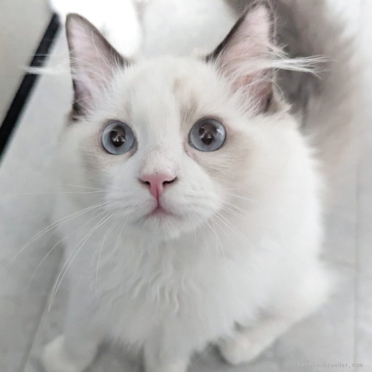 ブリーダー画像