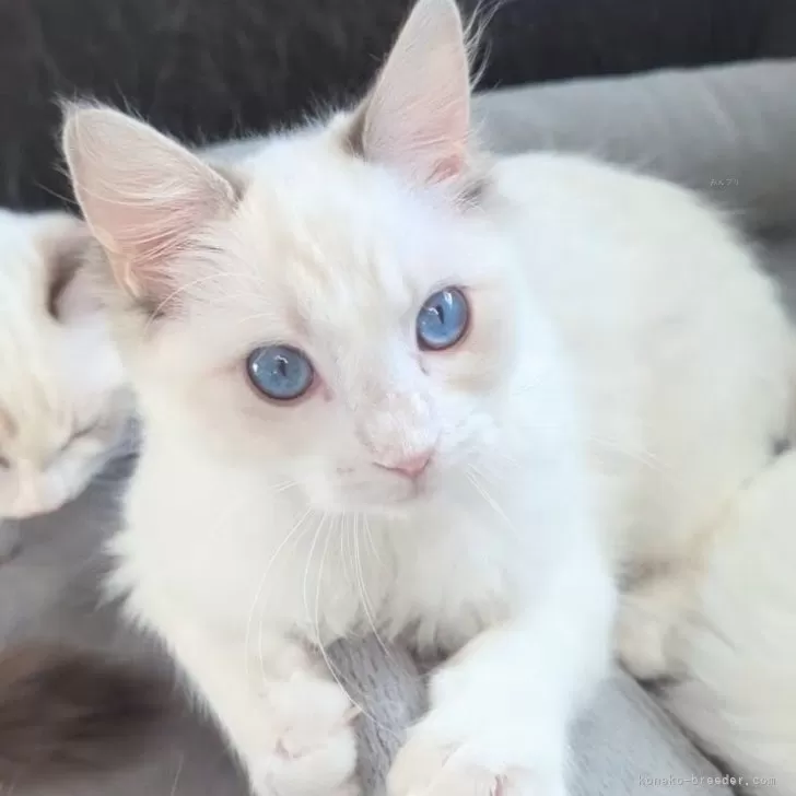 ラグドール【東京都・女の子・2025年5月22日・ブルーリンクスポイントバイカラー】の写真1「ページ最下部ブログあります🤗」