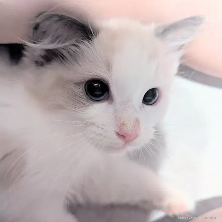 ID：2507-02604の子猫