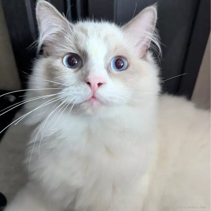 ID：2504-01747の子猫