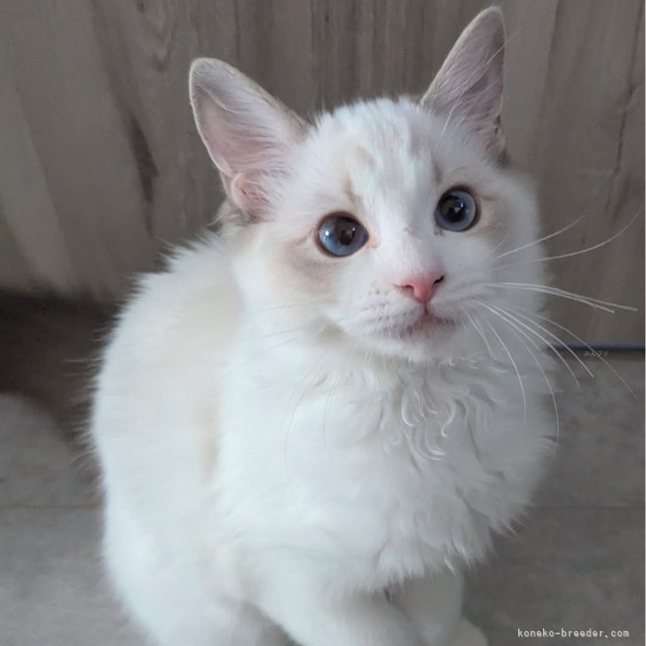 ブリーダー画像