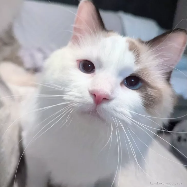 ラグドール【東京都・女の子・2025年1月19日・シールポイントバイカラー】の写真1「ページ最下部ブログあります🤗」