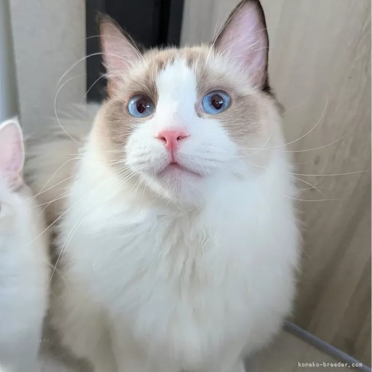 ラグドール【東京都・男の子・2025年1月19日・シールポイントバイカラー】の写真1「ページ最下部ブログあります🤗」