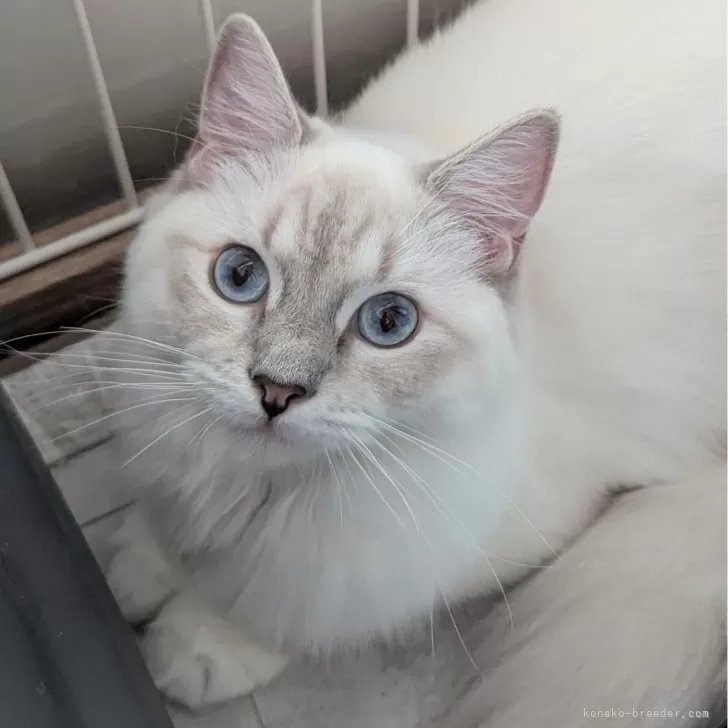 ID：2501-01219の子猫