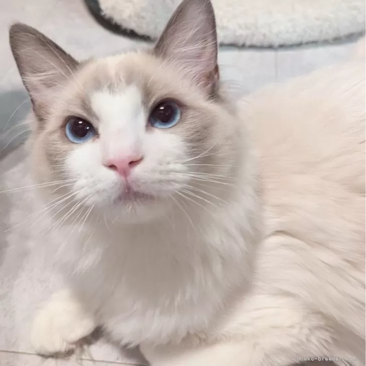 ラグドール【東京都・男の子・2025年5月22日・ブルーポイントバイカラー】の写真1「ページ最下部ブログあります🤗」