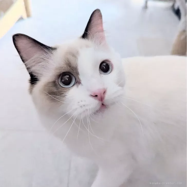 ラグドール【東京都・男の子・2025年6月30日・淡いシールポイントバイカラー】の写真1「ページ最下部ブログあります🤗」