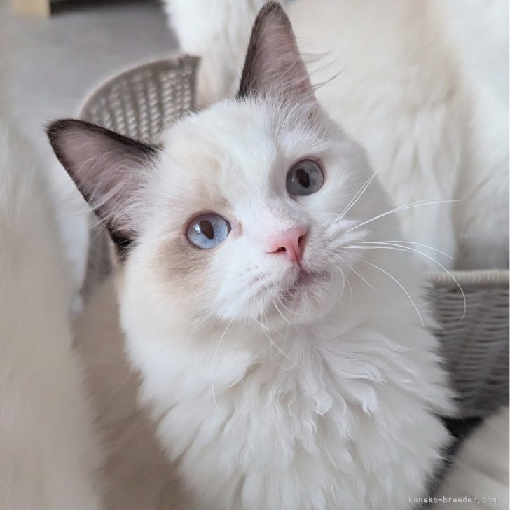 ブリーダー画像