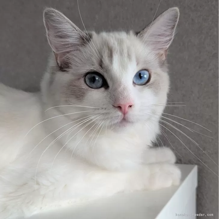 ラグドール【東京都・女の子・2025年5月22日・ブルーリンクスポイントバイカラー】の写真1「ページ最下部ブログあります🤗」