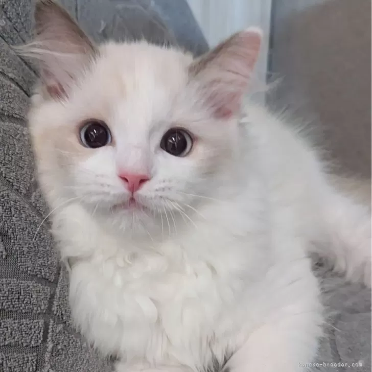 ID：2504-01588の子猫