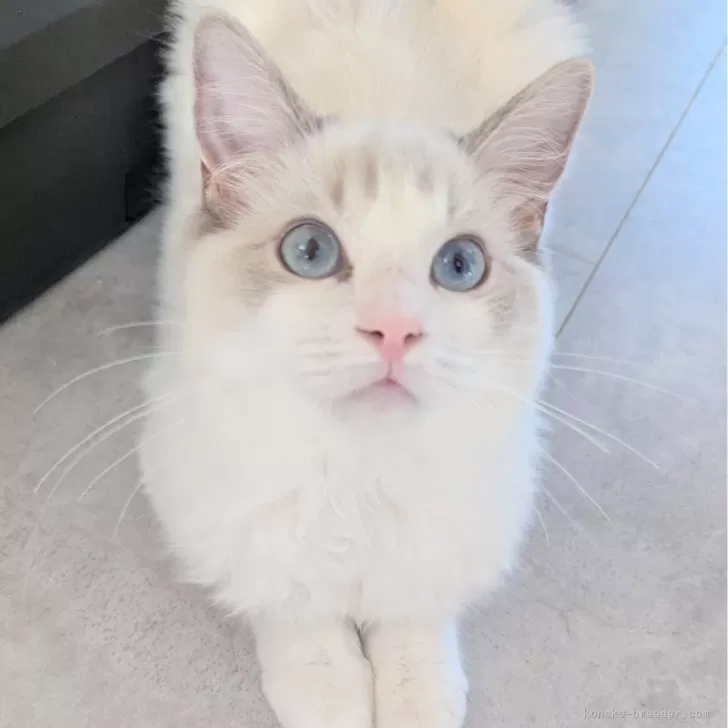 ラグドール【東京都・女の子・2025年5月22日・ブルーリンクスポイントバイカラー】の写真1「ページ最下部ブログあります🤗」