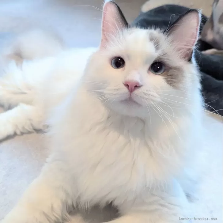 ラグドール【東京都・女の子・2025年1月19日・シールポイントバイカラー】の写真1「ページ最下部ブログあります🤗」