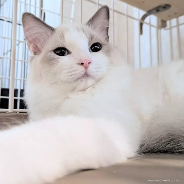 ID：2504-01881の子猫