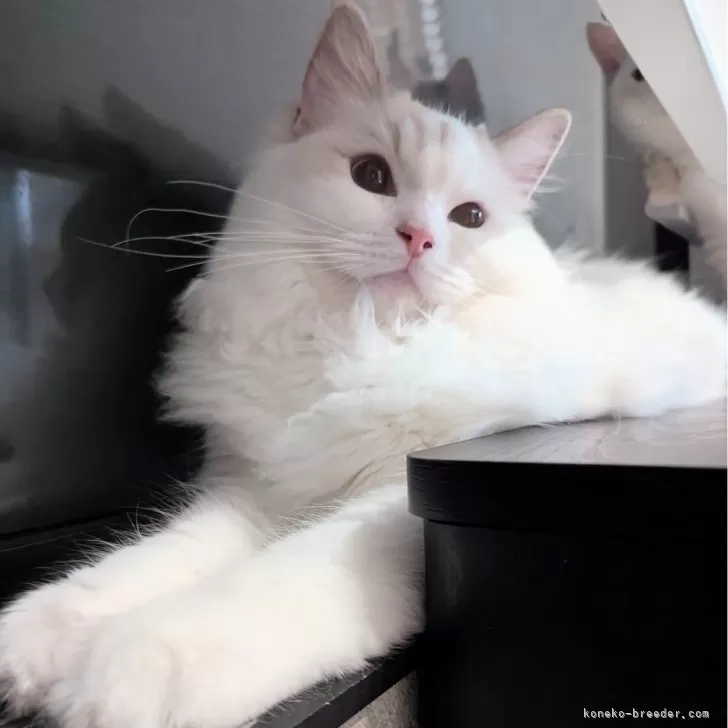 temyumyu 様のお迎えした子猫