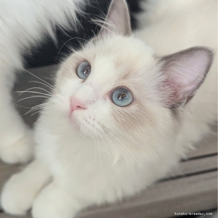 ブリーダー画像