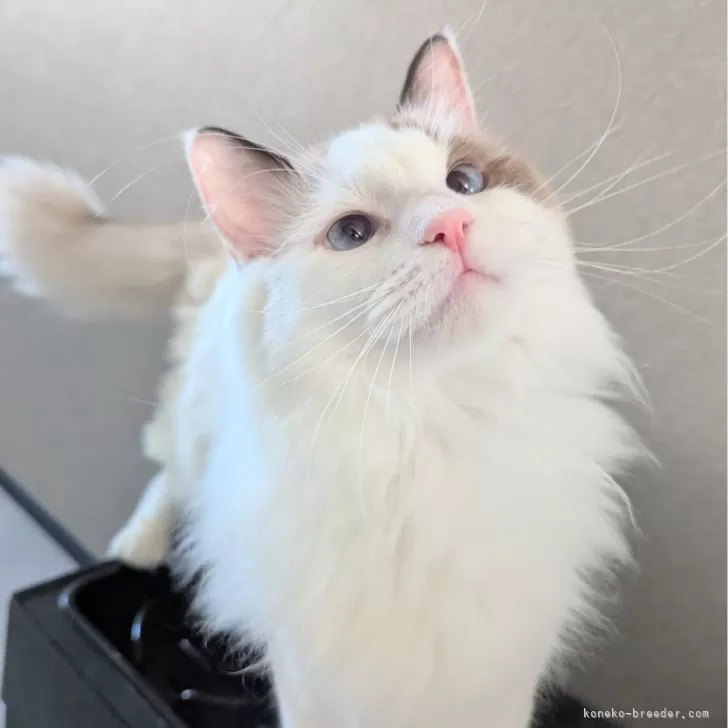 ラグドール【東京都・女の子・2025年1月19日・シールポイントバイカラー】の写真1「ページ最下部ブログあります🤗」