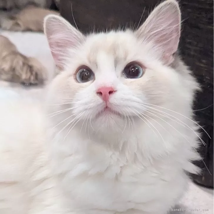 to 様のお迎えした子猫