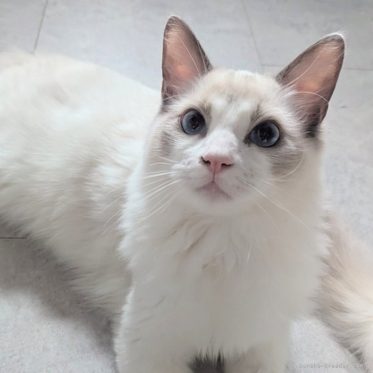 ブリーダー画像