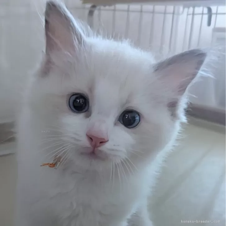 ID：2505-01680の子猫