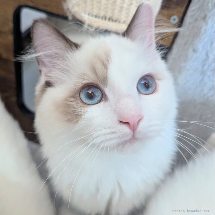 ブリーダー画像