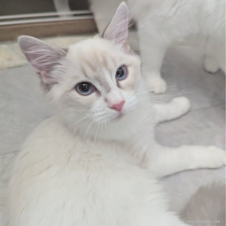 ブリーダー画像