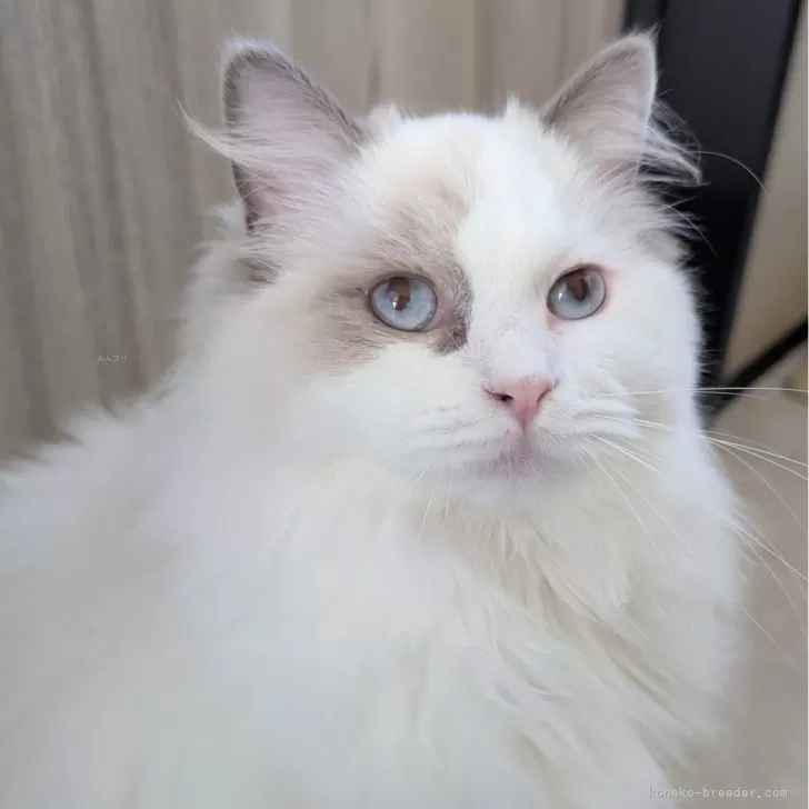 ラグドール【東京都・女の子・2025年5月6日・ブルーポイントバイカラー】の写真1「ページ最下部ブログあります🤗」