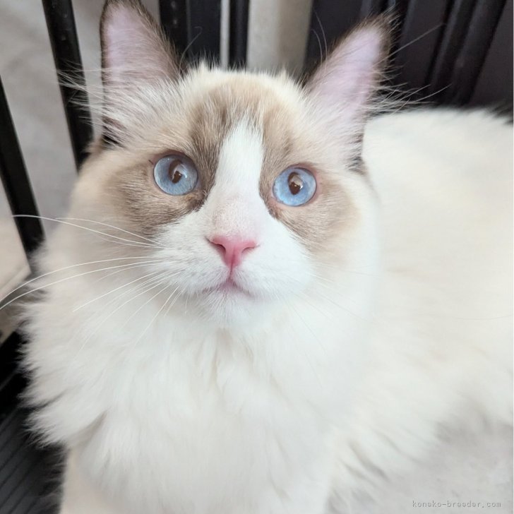 ブリーダー画像