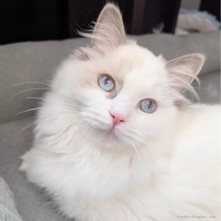 ラグドール【東京都・女の子・2025年5月6日・ブルーポイントバイカラー】の写真1「ページ最下部ブログあります🤗」