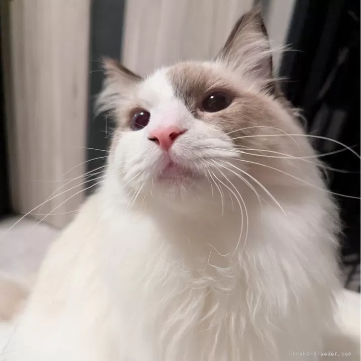 ラグドール【東京都・男の子・2025年3月26日・シールポイントバイカラー】の写真1「ページ最下部ブログあります🤗」