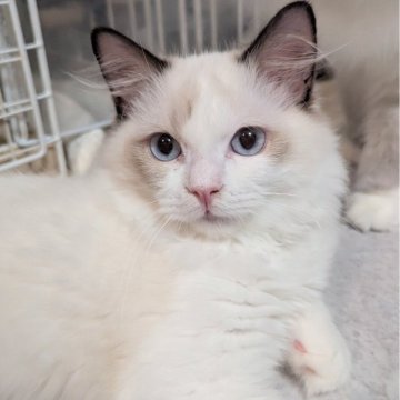 ラグドール【東京都・男の子・2025年5月30日・シールポイントバイカラー（ふわっふわ）】の写真「おねだり上手な食いしん坊くん🌸」