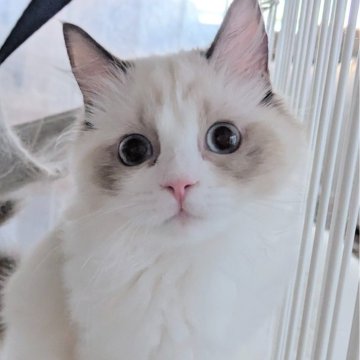 ラグドール【東京都・女の子・2025年5月30日・シールポイントバイカラー（ほわんほわんっ）】の写真「お〜っとりスリスリ甘えん坊ちゃん🌸」