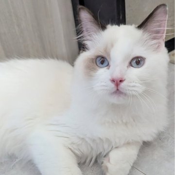 ラグドール【東京都・男の子・2025年6月30日・淡いシールポイントバイカラー（ふわふわほわほわ🌸）】の写真「おしゃべりと甘え上手な男の子🍀」