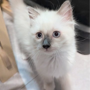 ラグドール【東京都・女の子・2025年9月7日・ブルーポイントミテッド（ふわっふわ🌸）】の写真「色々なものに興味津々！のびのびひとりっ子ちゃん」