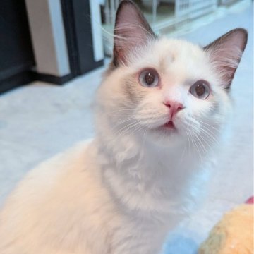 ラグドール【東京都・男の子・2025年5月30日・シールポイントバイカラー（ふわっふわ）】の写真「おねだり上手な食いしん坊くん🌸」