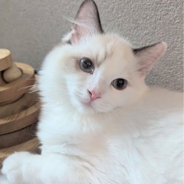 ラグドール【東京都・男の子・2025年6月30日・シールポイントバイカラー（ふわふわほわほわ🌸）】の写真「スリリン♪甘え上手な男の子🍀」