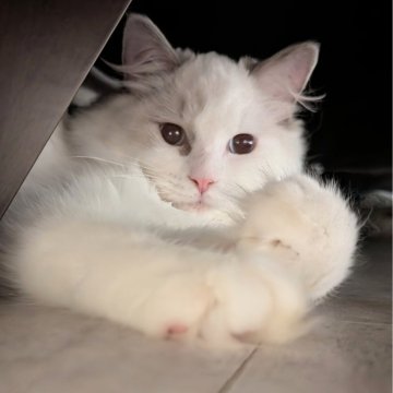 ラグドール【東京都・女の子・2025年5月6日・ブルーポイントバイカラー(ふわもふっ)】の写真「膝の上で遊ぶのがお気に入り!ヒト大好きな女の子」