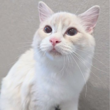 ラグドール【東京都・男の子・2025年5月22日・ブルーリンクスポイントバイカラー（つるさらすべすべ🌸）】の写真「ヒトといつでもくっつきたいお膝の上の常連君✨」