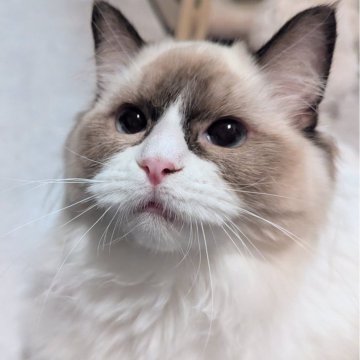 ラグドール【東京都・女の子・2025年5月6日・シールポイントバイカラー（ふわんふわん🌸）】の写真「食べるの大好き！ヒトが大好きすぎる女の子」