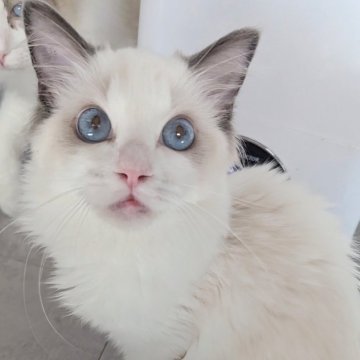 ラグドール【東京都・女の子・2025年5月22日・シールポイントバイカラー（さらさらぱやぱや🌸）】の写真「甘えん坊すぎるパンこね職人ちゃん✨」