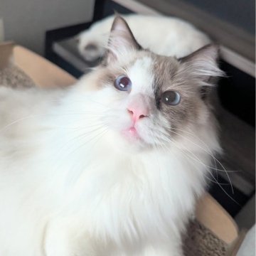 ラグドール【東京都・男の子・2025年3月26日・シールポイントバイカラー（もっふもふのふわっふわ）】の写真「隣にピッタリ寄り添うスーパー甘えん坊男子」