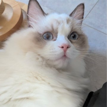 ラグドール【東京都・女の子・2025年5月30日・シールポイントバイカラー（ほわんほわんっ）】の写真「お〜っとりスリスリ甘えん坊ちゃん🌸」