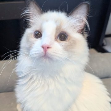 ラグドール【東京都・女の子・2025年6月30日・シールポイントバイカラー（すべすべ滑らか🌸）】の写真「好奇心旺盛！いつもお膝の上で遊ぶ可愛い子ちゃん✨」