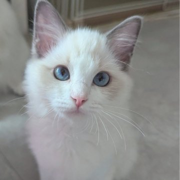 ラグドール【東京都・女の子・2025年6月30日・ブルーポイントバイカラー（ふかふかほわほわ🌸）】の写真「元気一杯！無邪気で好奇心旺盛なお嬢様✨」