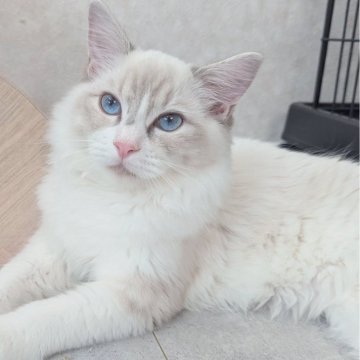 ラグドール【東京都・男の子・2025年5月22日・ブルーリンクスポイントバイカラー（つるさらすべすべ🌸）】の写真「ヒトといつでもくっつきたいお膝の上の常連君✨」