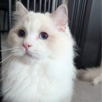 ラグドール【東京都・男の子・2025年5月6日・ブルーポイントバイカラー（もふふわり）】の写真「食欲旺盛！お話し上手くん🌸」