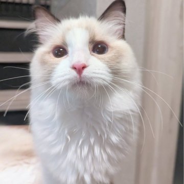 ラグドール【東京都・女の子・2025年6月30日・シールポイントバイカラー（すべすべ滑らか🌸）】の写真「好奇心旺盛！いつもお膝の上で遊ぶ可愛い子ちゃん✨」