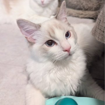 ラグドール【東京都・女の子・2025年5月22日・ブルーリンクスポイントバイカラー（ほわほわ🌸）】の写真「お目々が綺麗な甘えた美人ちゃん✨」