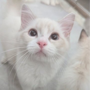 ラグドール【東京都・男の子・2025年5月22日・ブルーリンクスポイントバイカラー（つるさらすべすべ🌸）】の写真「ヒトといつでもくっつきたいお膝の上の常連君✨」