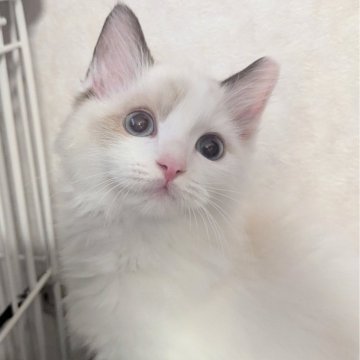 ラグドール【東京都・男の子・2025年6月30日・シールポイントバイカラー（ふわふわほわほわ🌸）】の写真「スリリン♪甘え上手な男の子🍀」