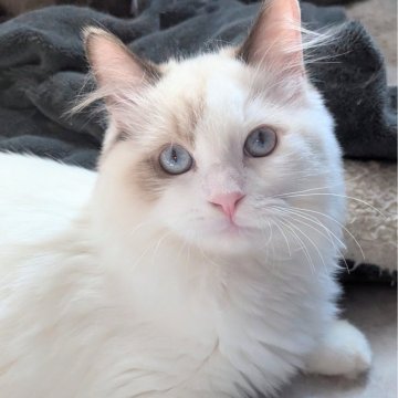 ラグドール【東京都・男の子・2025年6月30日・シールポイントバイカラー（ふわふわほわほわ🌸）】の写真「スリリン♪甘え上手な男の子🍀」